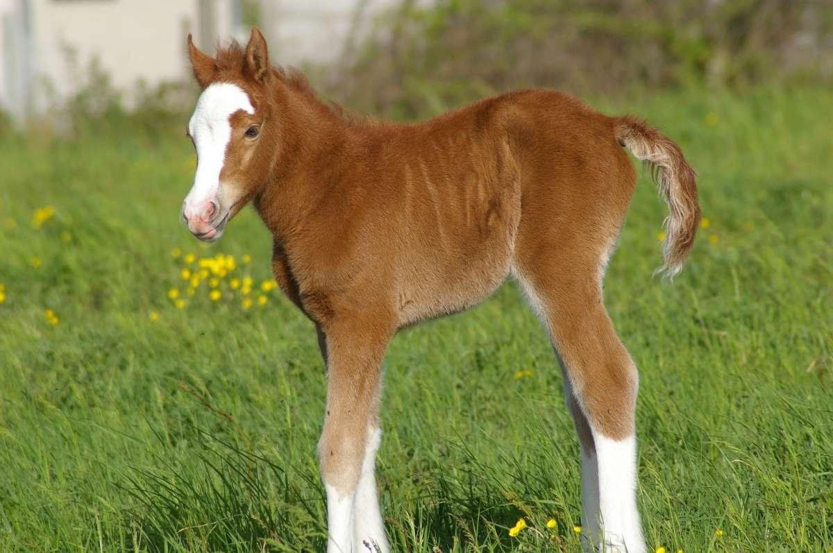 Légende des Prelles, femelle alezane née en 2015