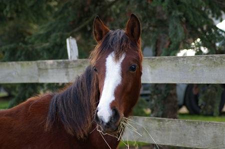 Banjo des Prelles, hongre bai né en 2011