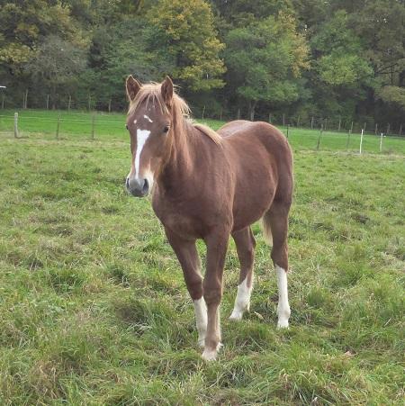 D'lenzo de Mons, hongre alezan crins lavés né en 2013