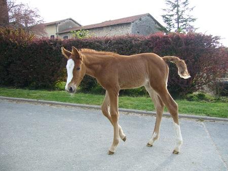 Dynamite des Prelles, femelle alezane née en 2013