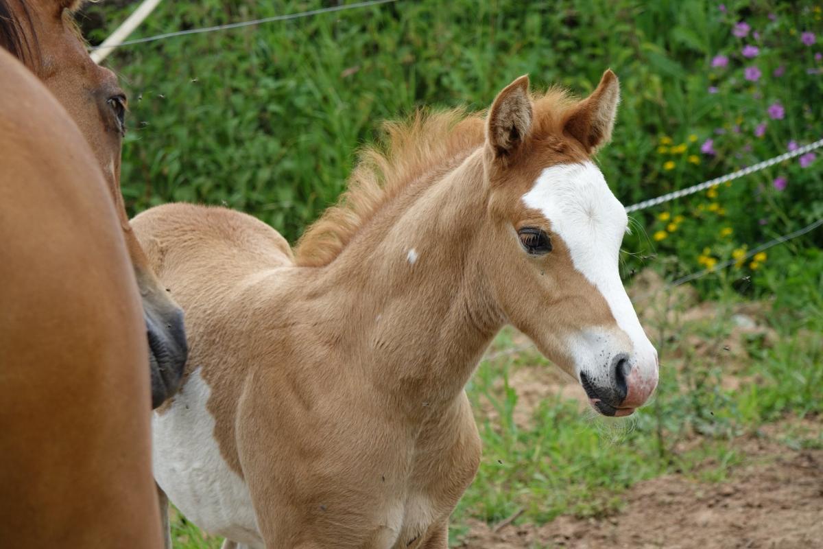 Graffiti des Prelles né en 2016