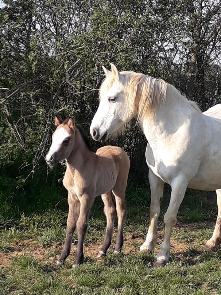 Jinka des Prelles New forest de croisement née en avril 2019