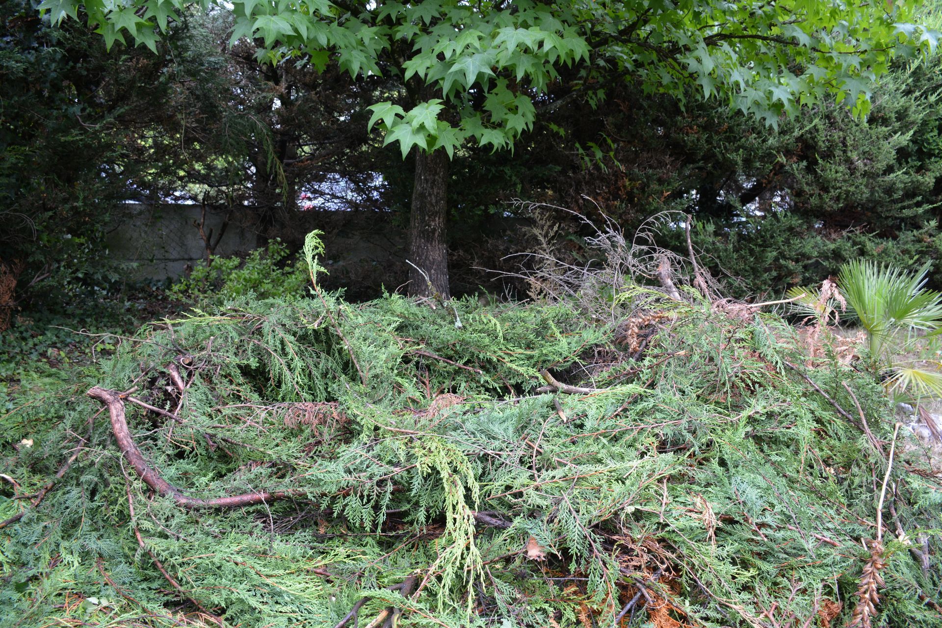 Un tas de broussailles vertes et de branches d'arbres dans une cour avec des arbres en arrière-plan.