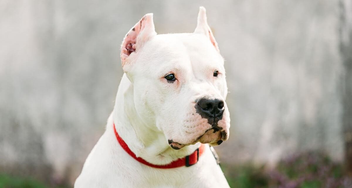 Un perro blanco con un collar rojo mira a la cámara.