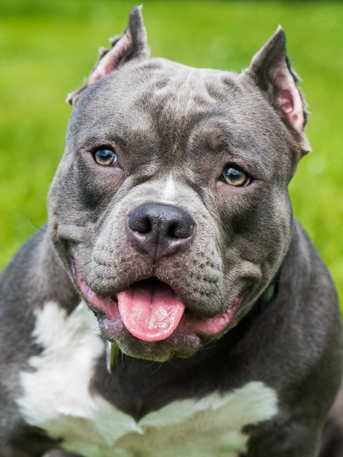 Un primer plano de un perro gris y blanco con la lengua afuera.