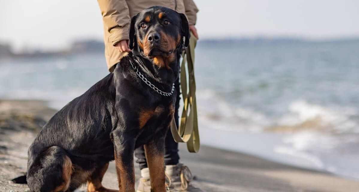 Una persona está parada junto a un perro rottweiler en la playa.
