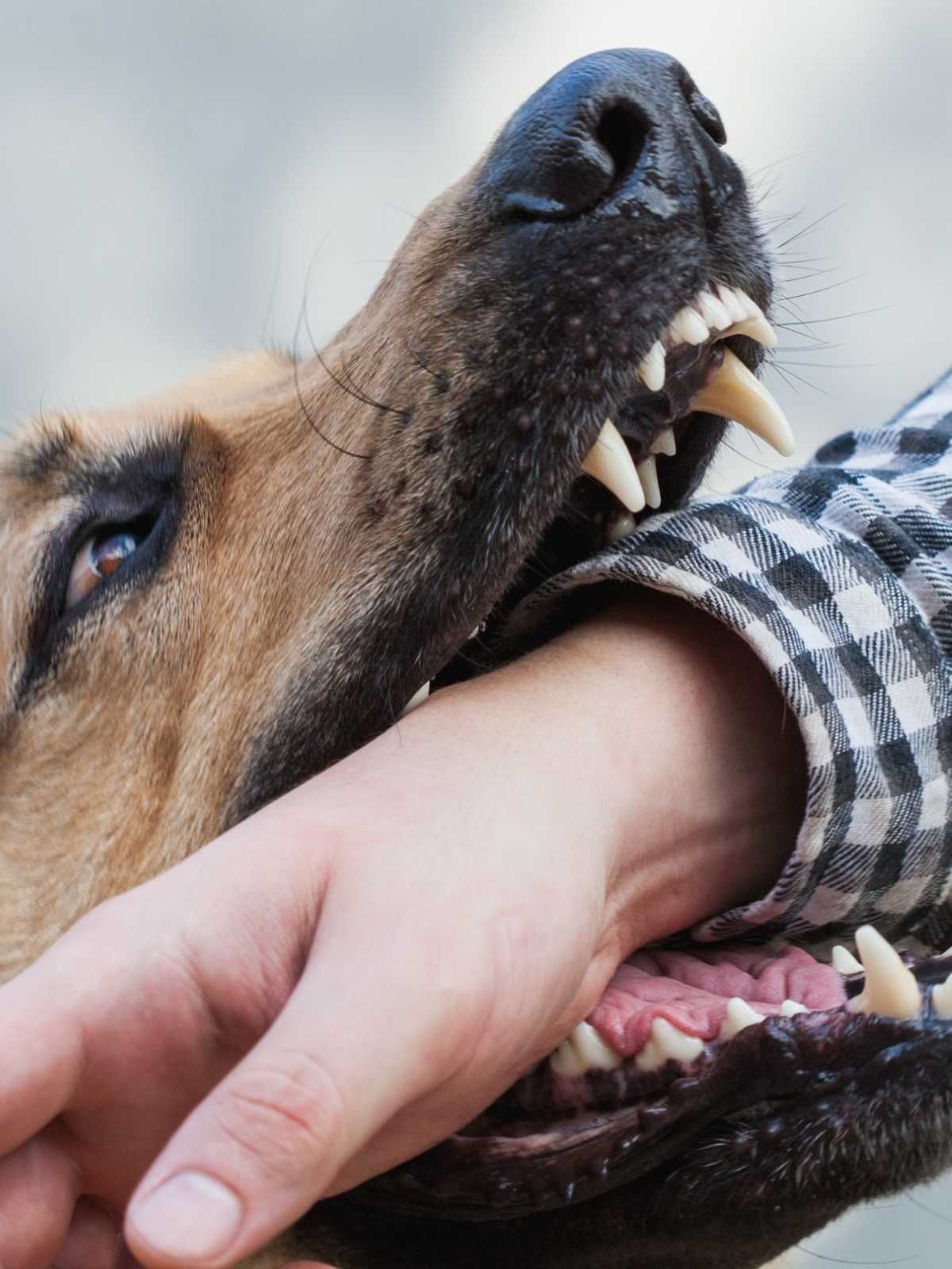 Un perro mordiendo la mano de una persona con la boca abierta