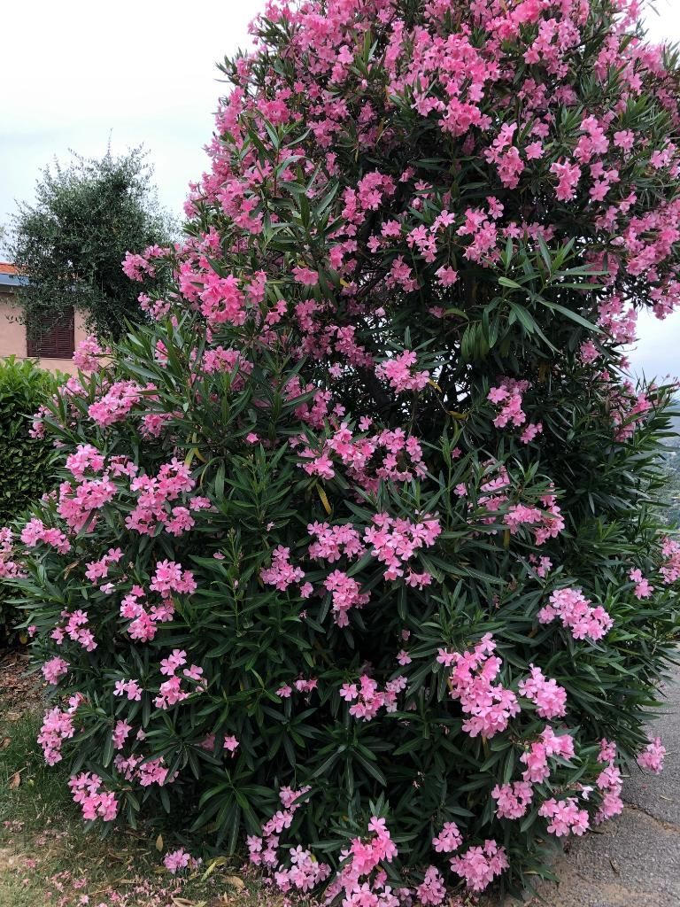 Arbuste à fleurs roses, aux floraisons abondantes et au feuillage vert foncé, dans un jardin