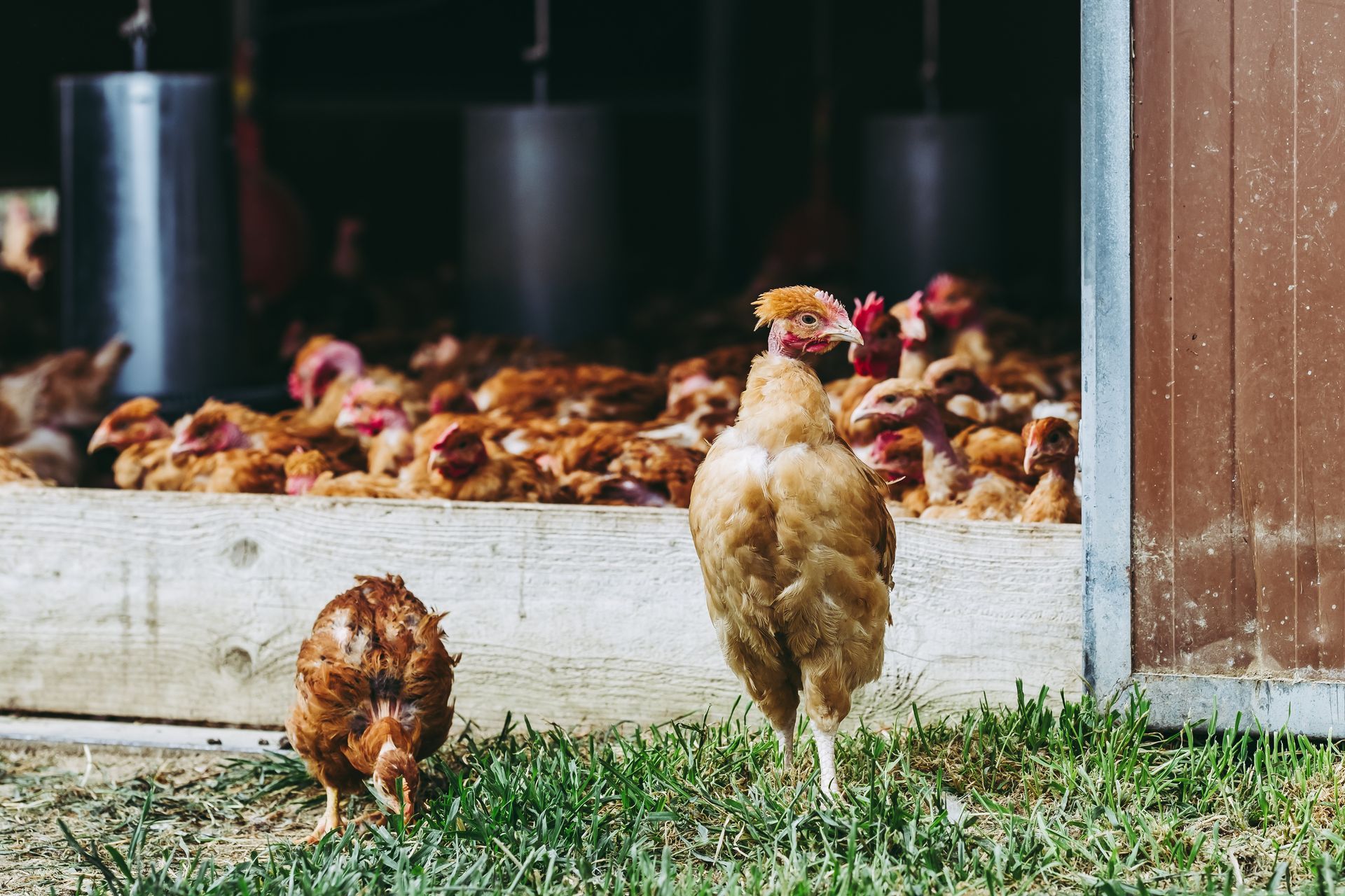 Une poule