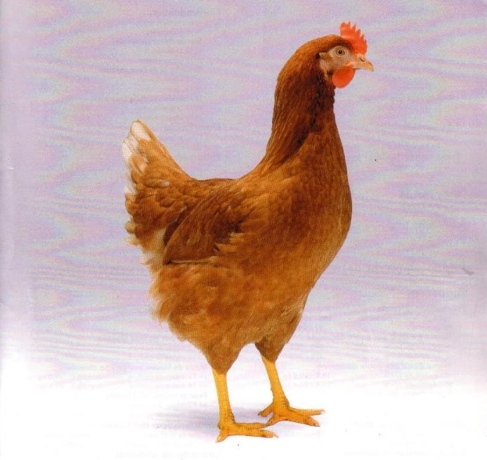 Une poule rousse dans l'herbe