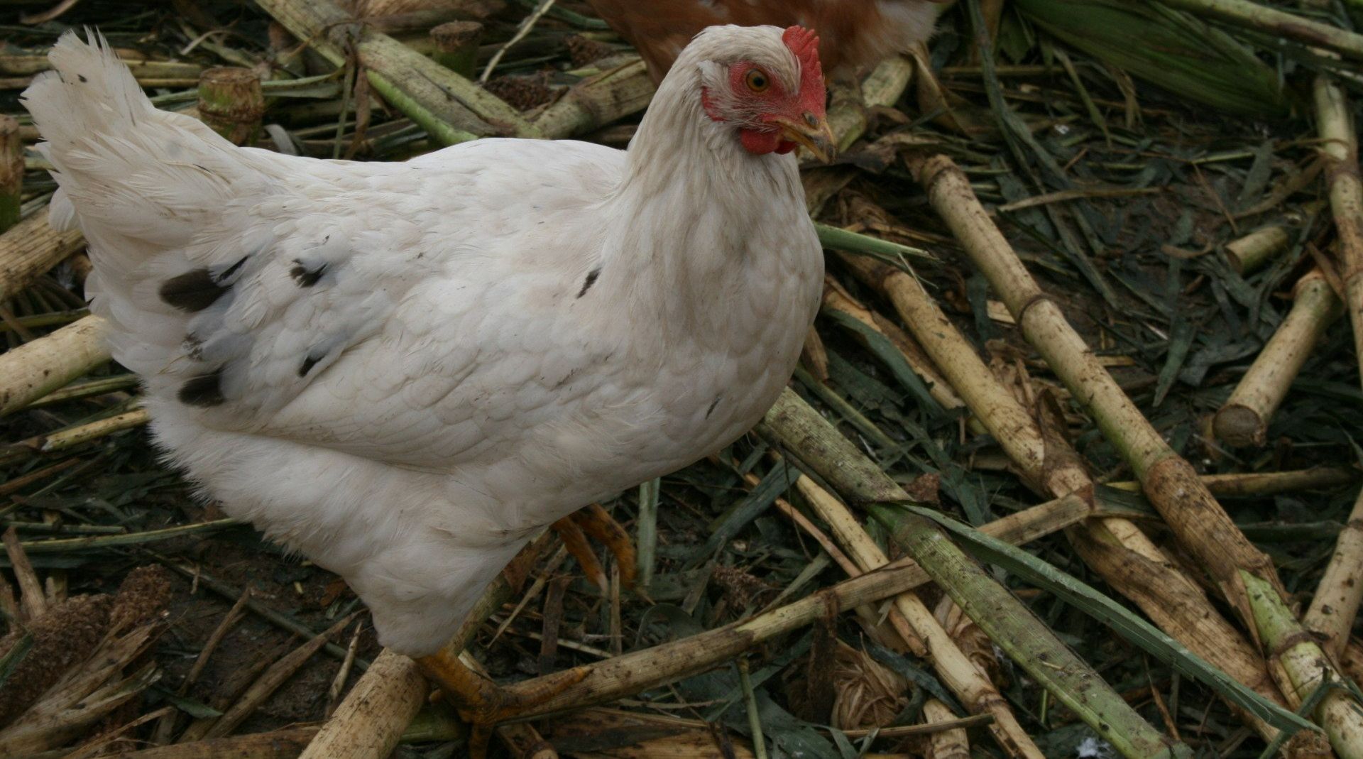 Une poule élevée en liberté