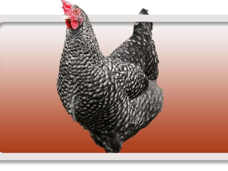 Une poule grise tachetée