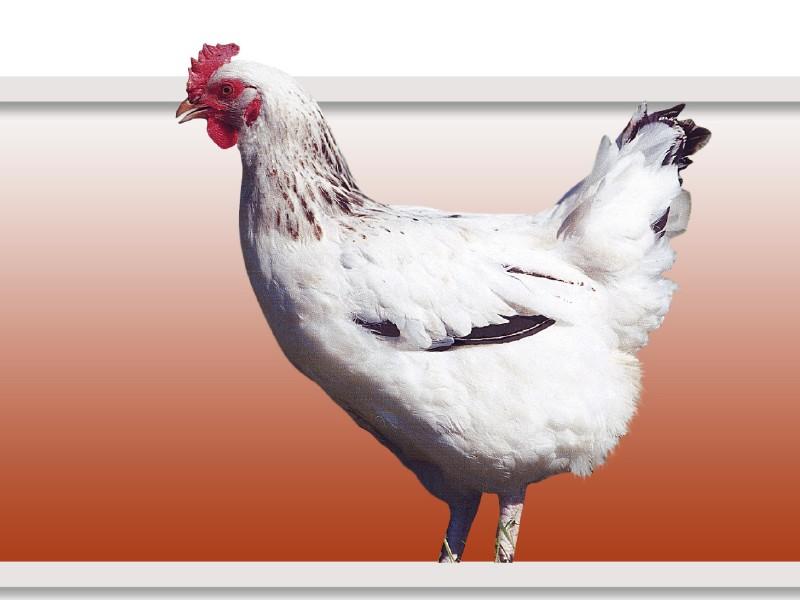 Une poule blanche à la crête rouge
