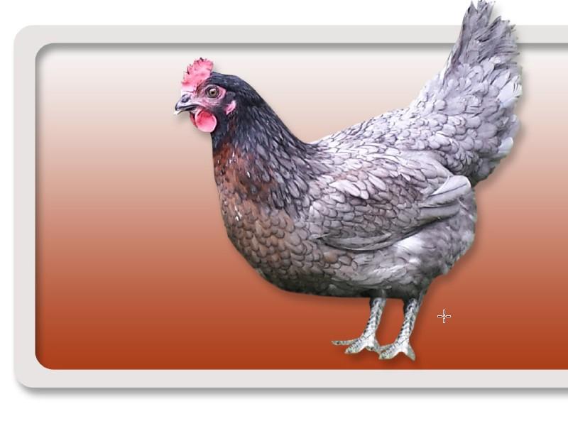 Une poule grise