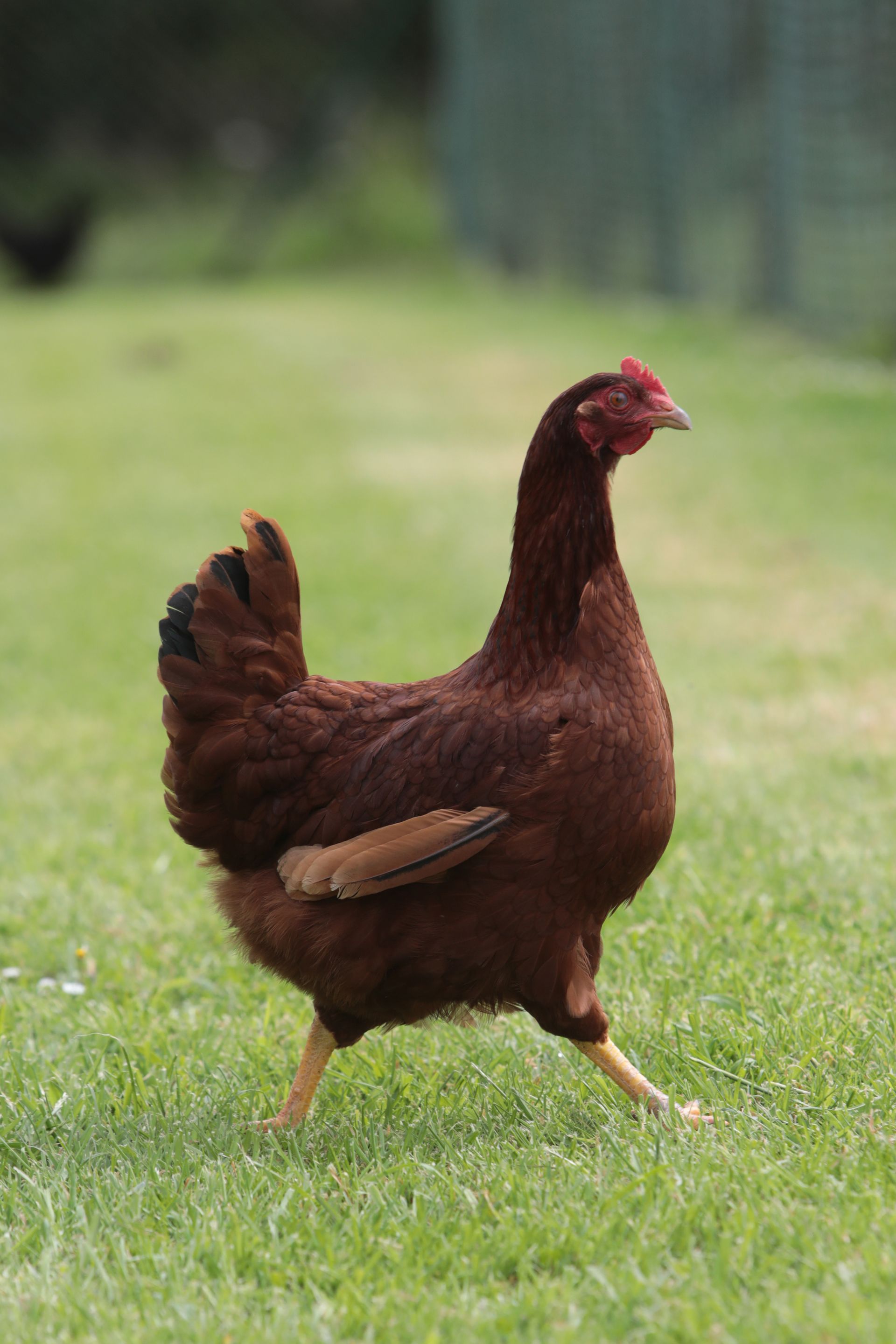 Une poule marron dans un champ
