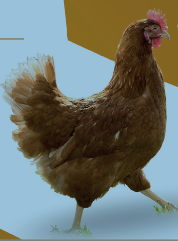 Une poule rousse