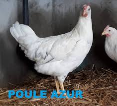 Une poule blanche dans un poulailler