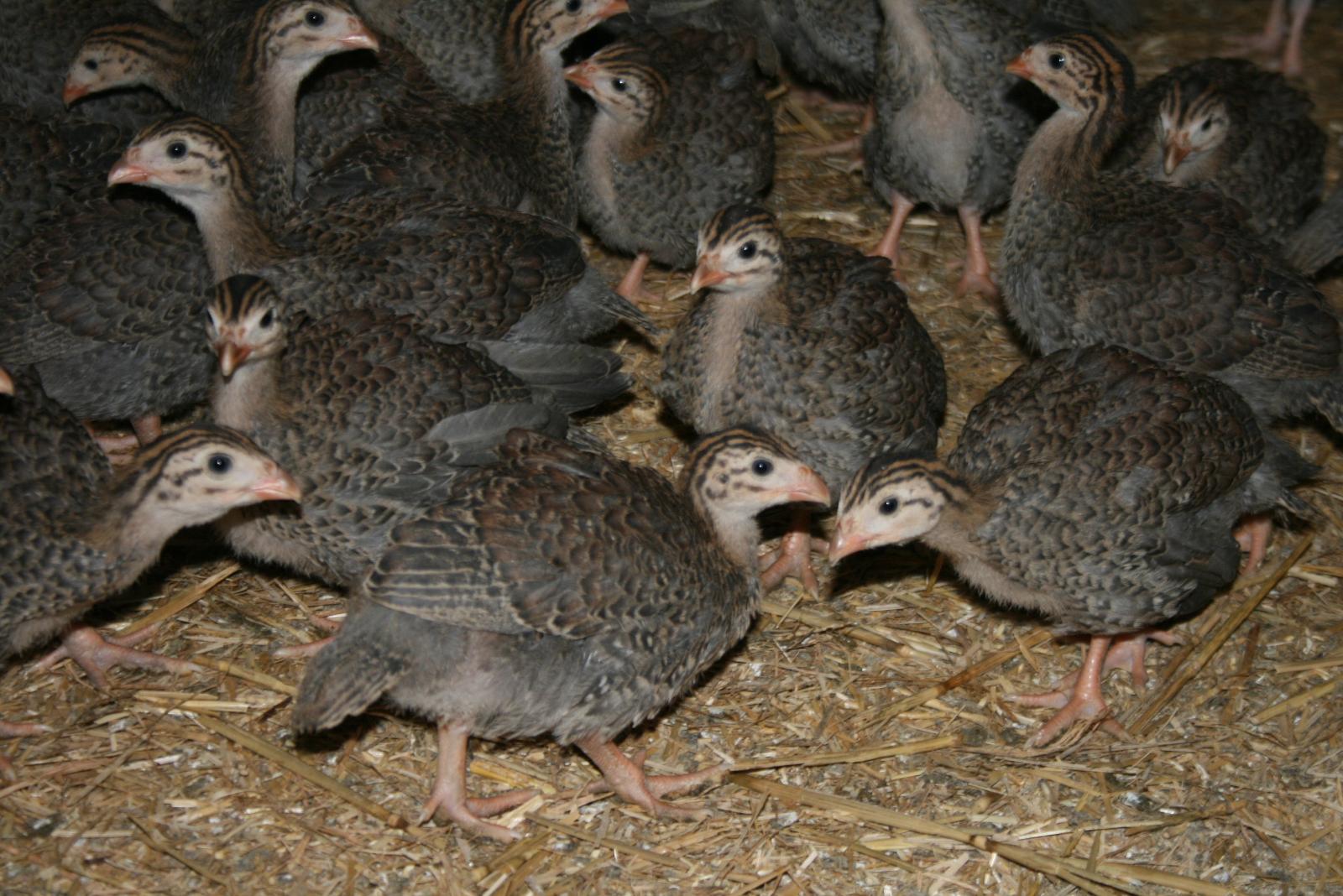 Pintadeaux d'élevage