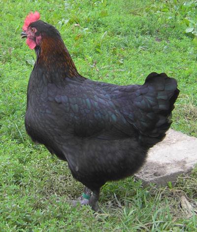 Une poule noire