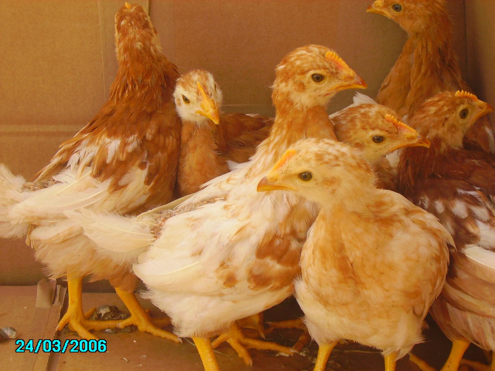 Poulettes démarrées 