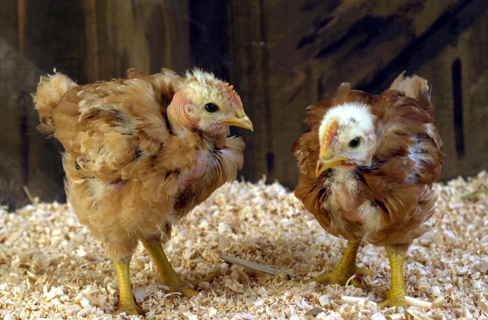 Deux poussins