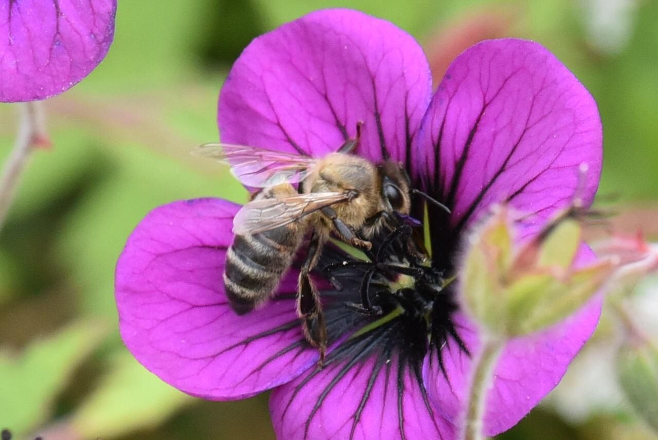 Une abeille dans une fleur violette