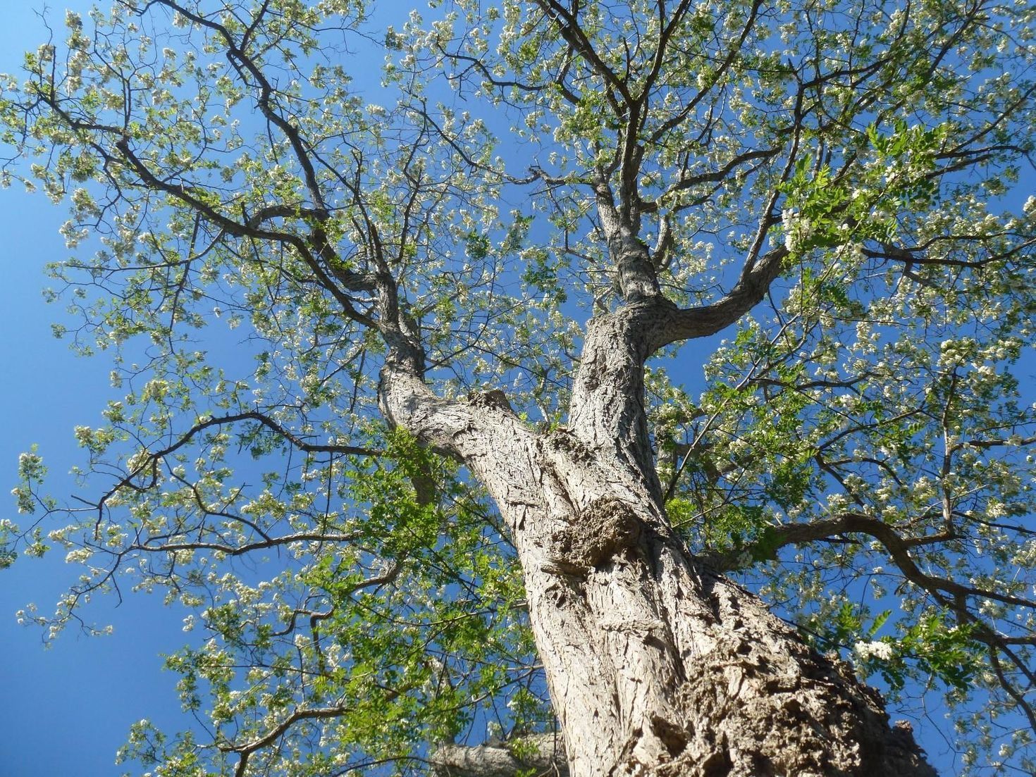 Un arbre