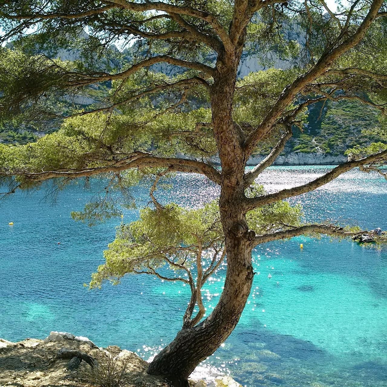 Un lac bleu-turquoise avec un arbre en premier plan