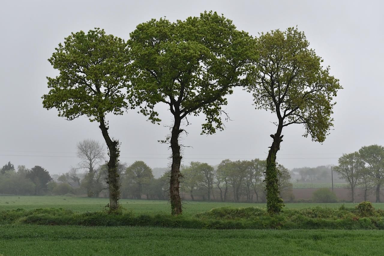3 arbres côte à côte