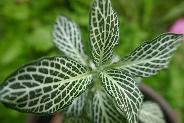 Une plante à feuilles vertes et blanches