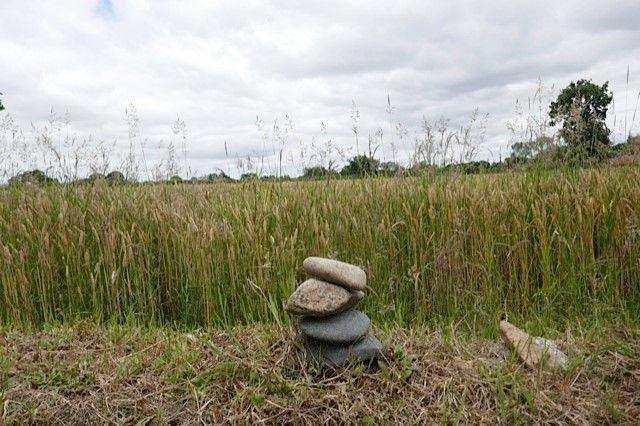 Champs de blé avec des pierres en premier plan