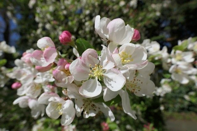 Des fleurs blanches