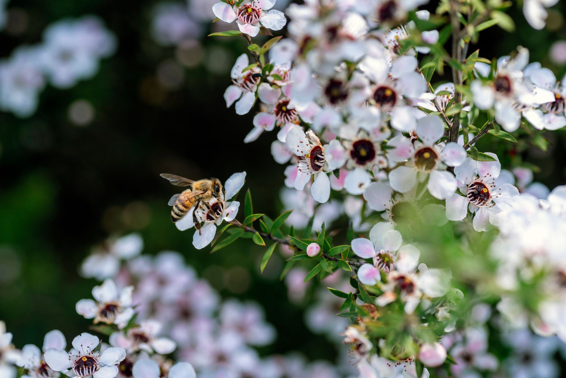 Fleurs de Manuka