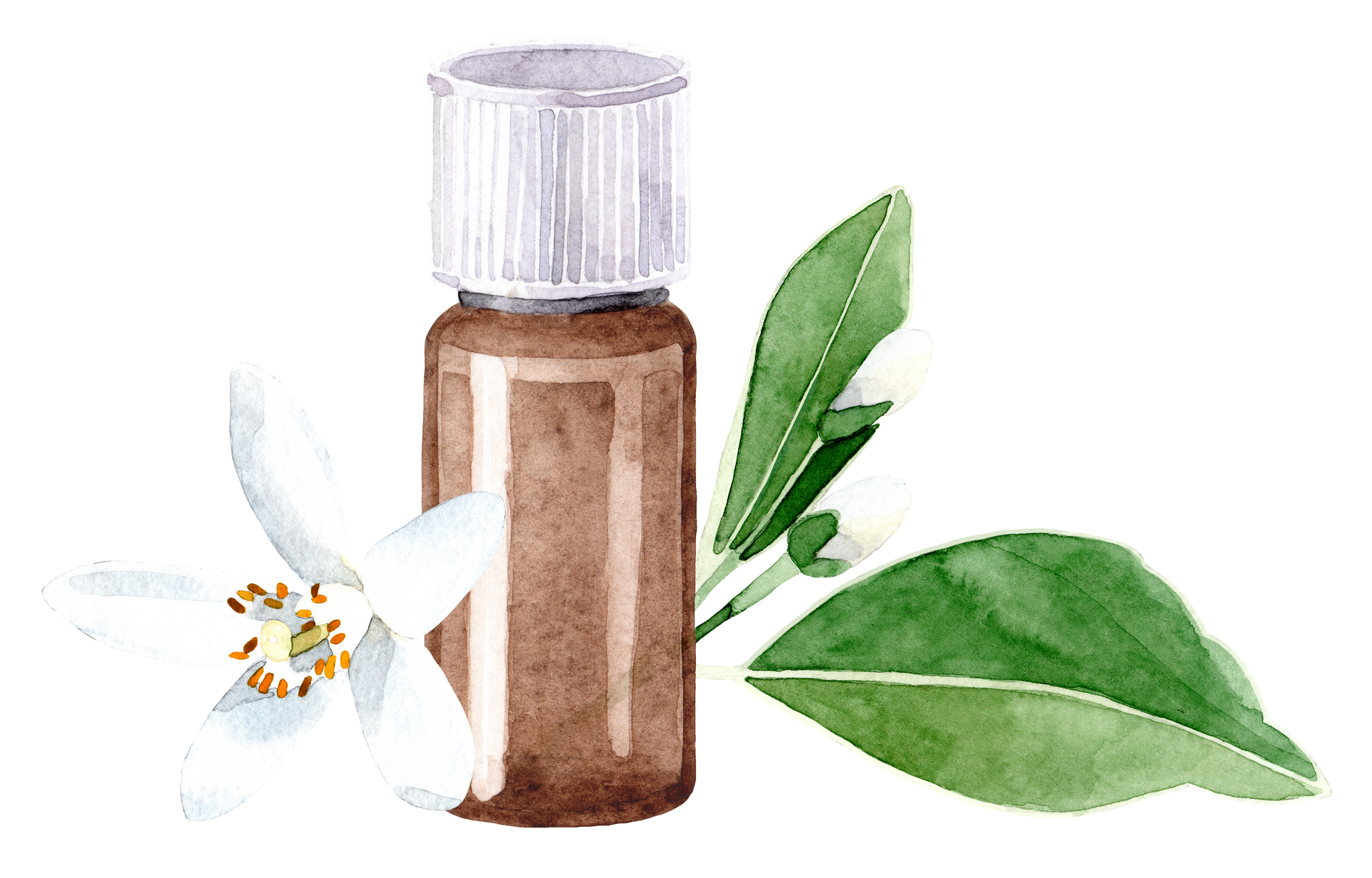 Illustration d'un flacon d'huile essentielle