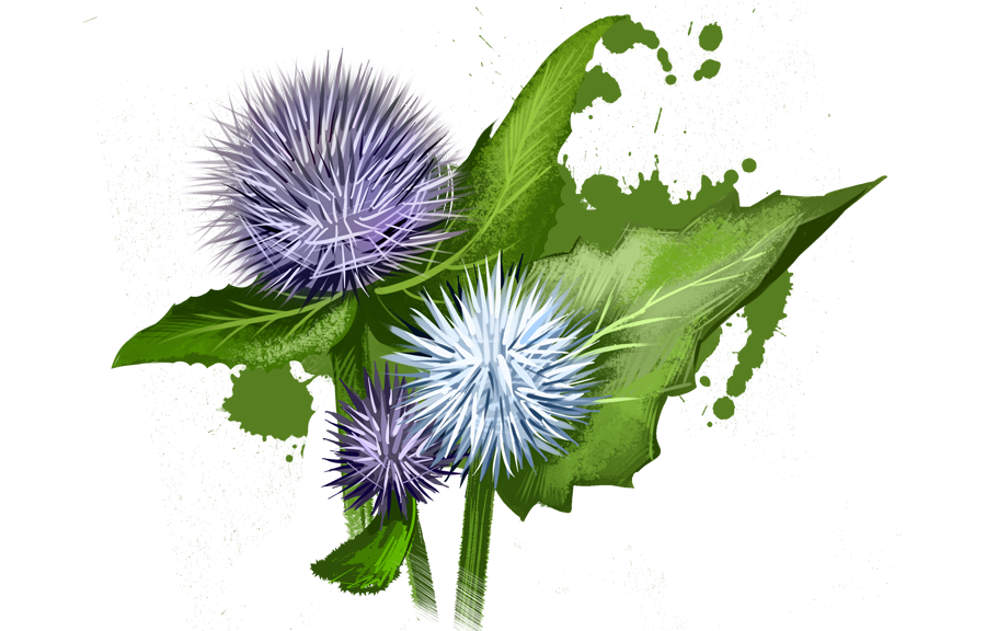 Illustration de plantes ayurvédiques