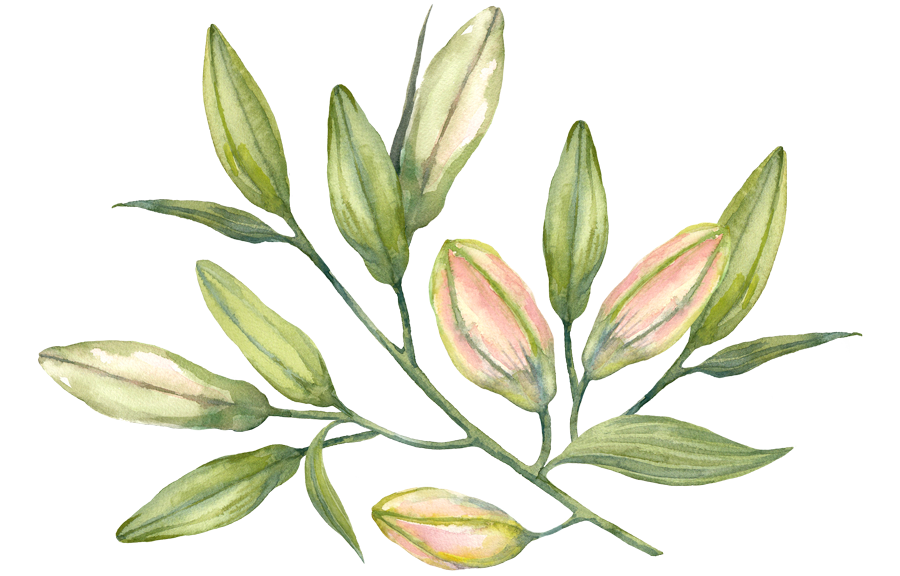 Illustration de bourgeons de plante