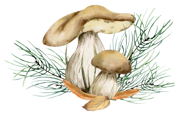 Illustration de deux champignons