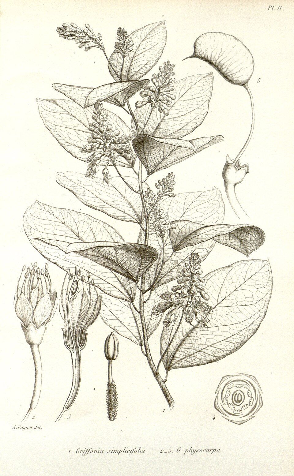 fiche botanique griffonia