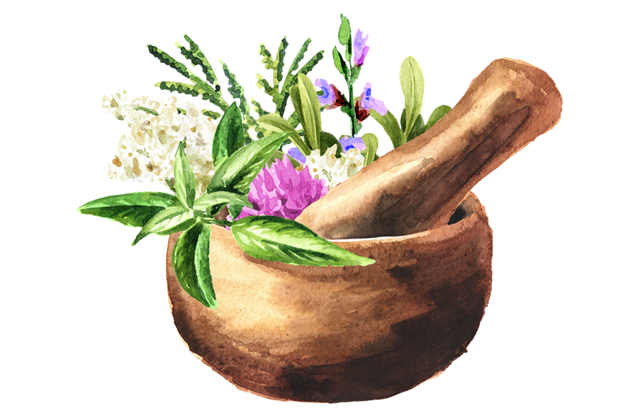 Illustration d'un bol avec pilon contenant des plantes