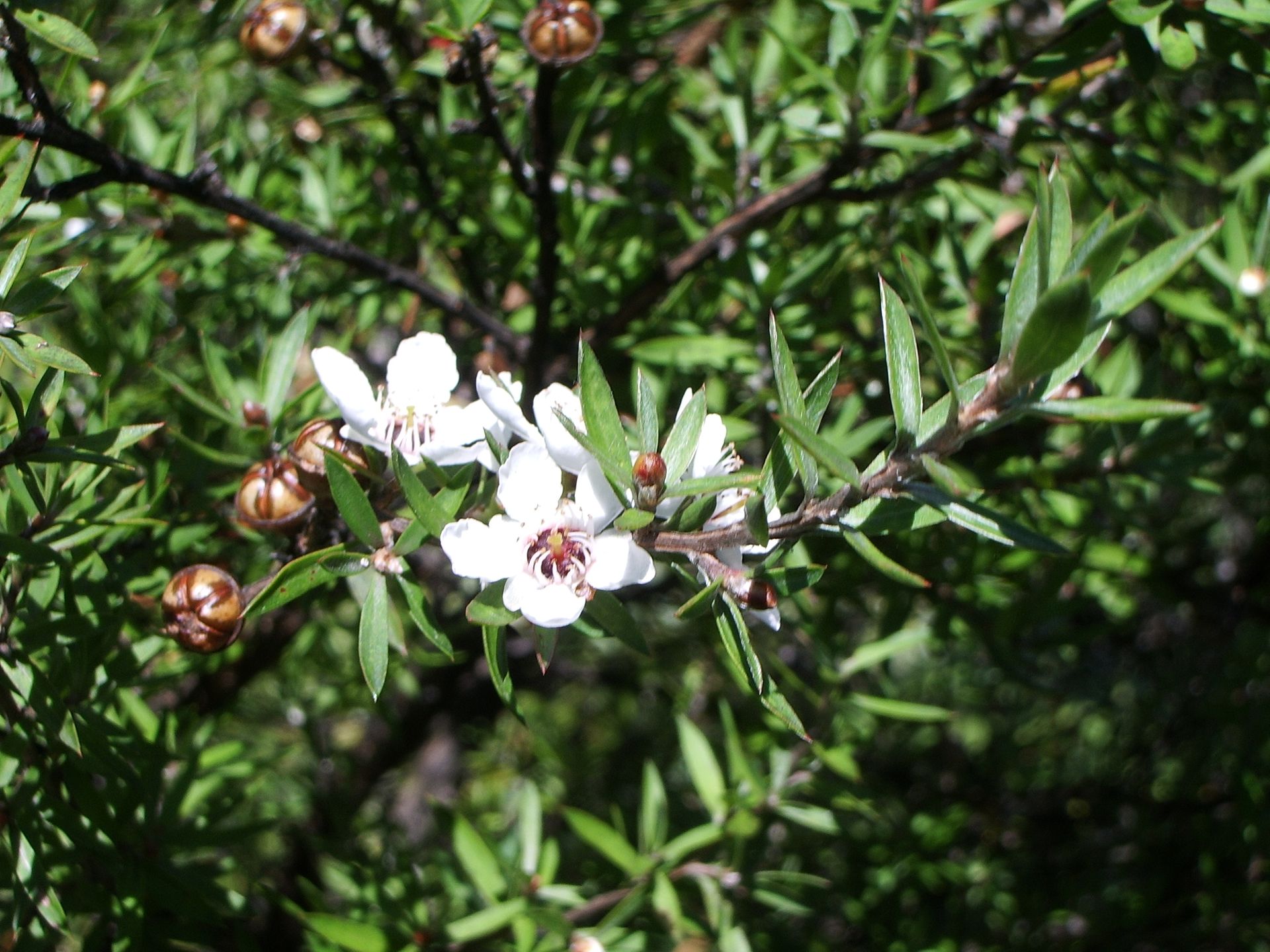 Fleurs blanches sur un arbuste vert avec de petits boutons bruns et des feuilles étroites
