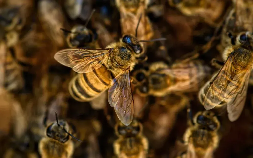 Abeille