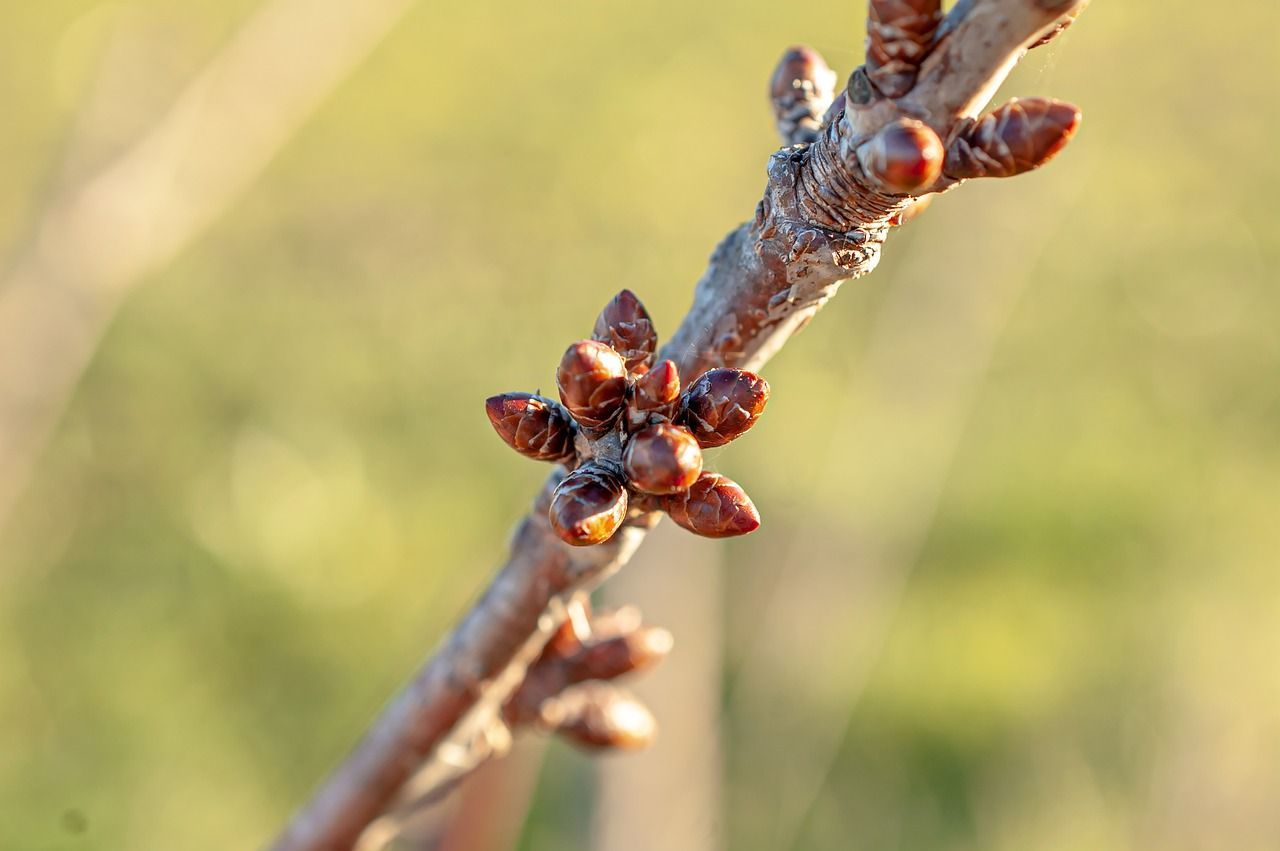Bourgeons de plante sur une branche au printemps.