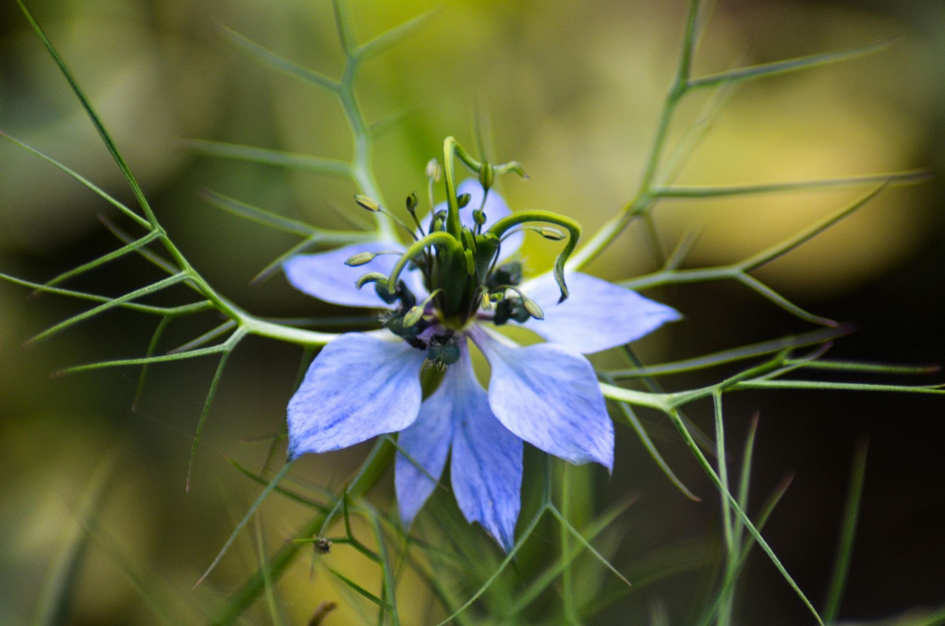 nigelle cumin noir huile végétale