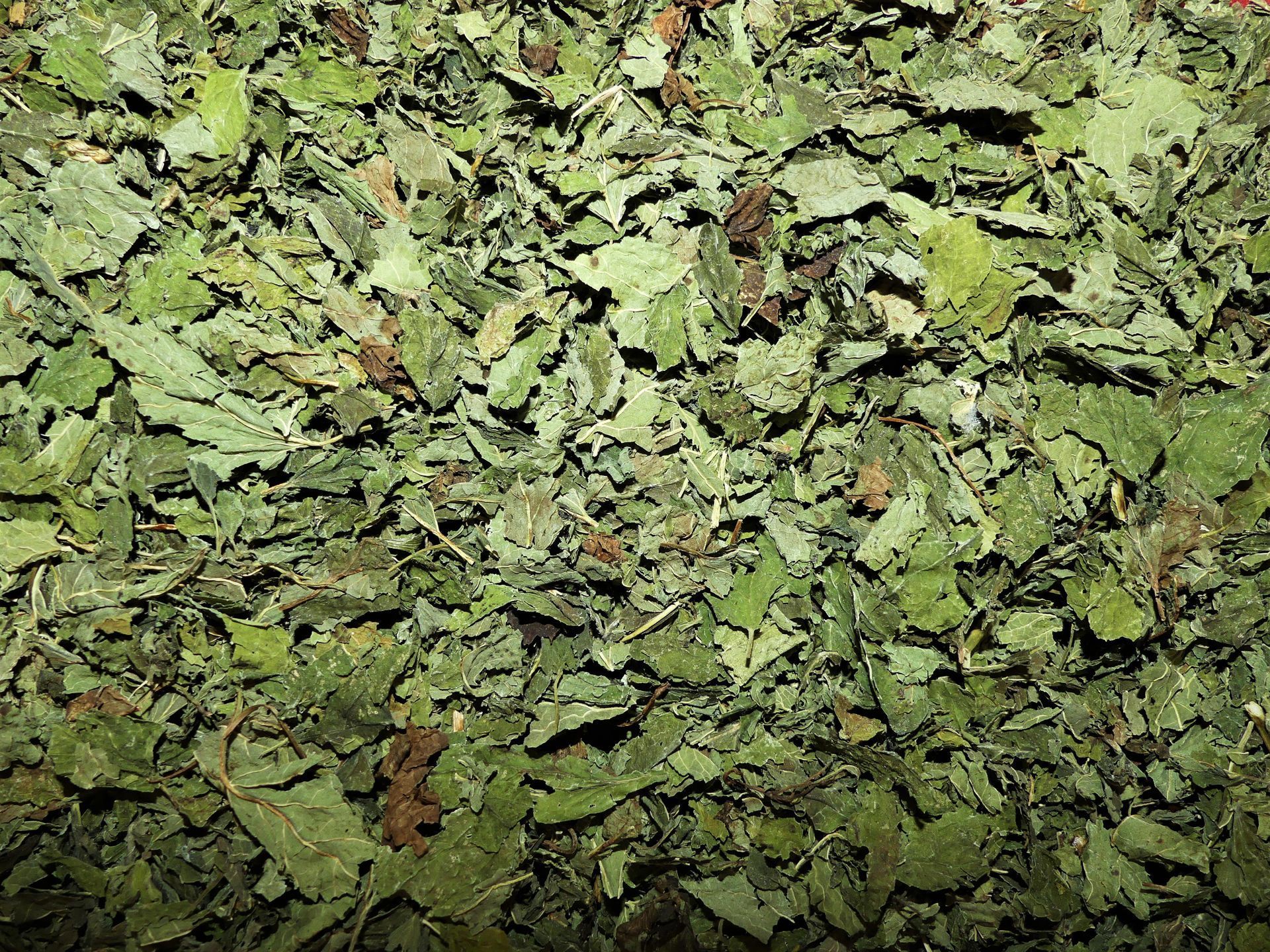 Gros plan sur des feuilles vertes séchées et des fragments de plantes recouvrant le sol