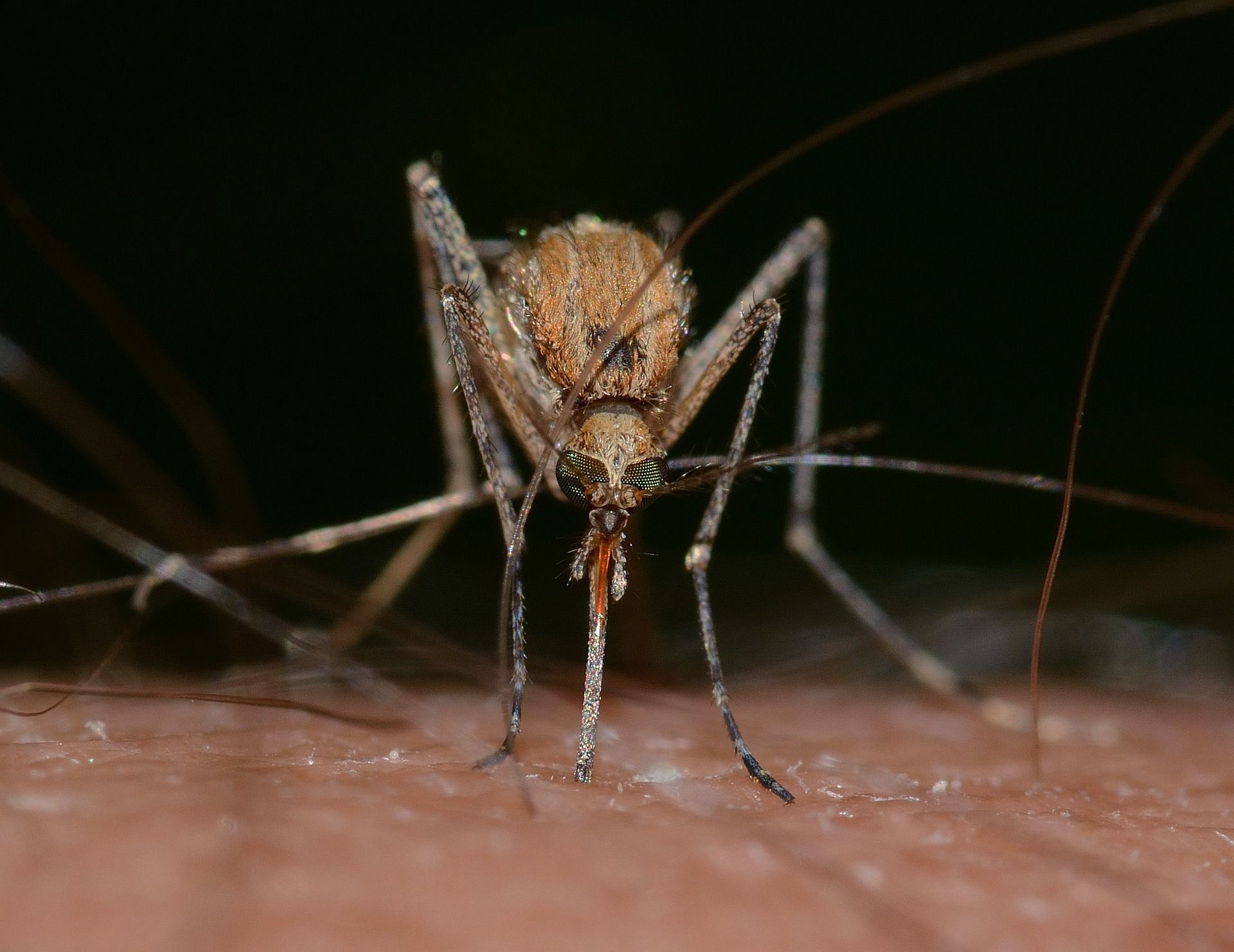 Huiles essentielles naturelles utilisées après les piqûres de moustiques et insectes en été