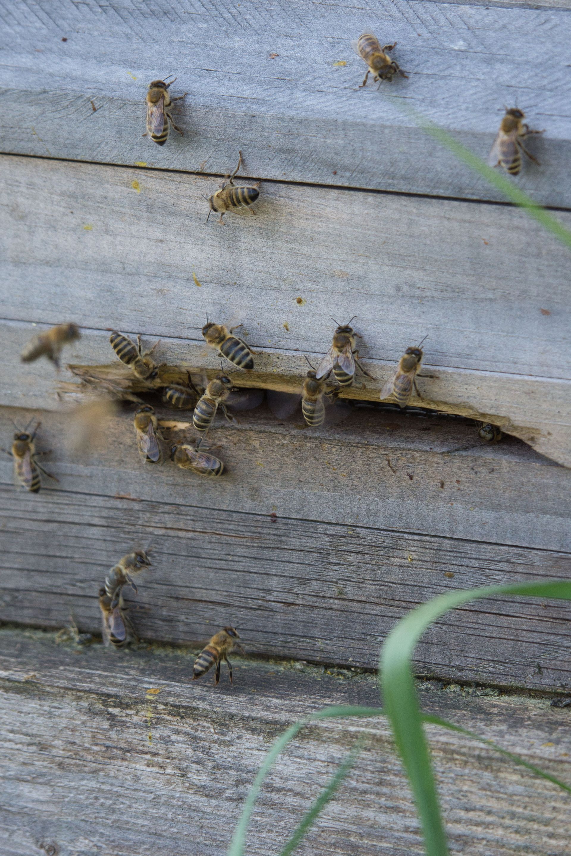 abeilles ventileuses à l'entrée de la ruche