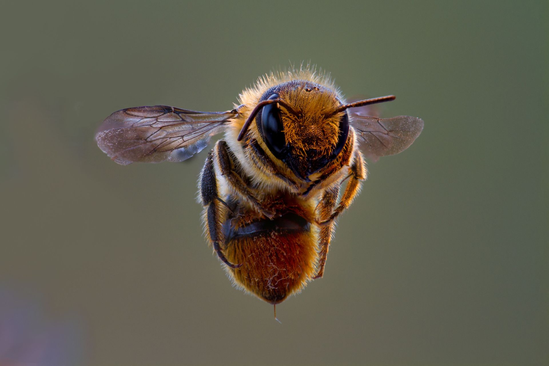 abeille en vol