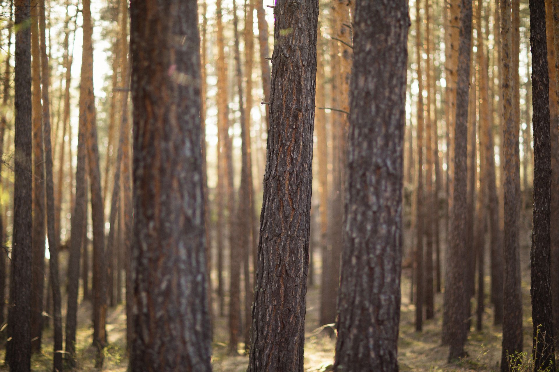 De grands pins dans une forêt ensoleillée, un chemin de terre et une douce lumière dorée entre les troncs.