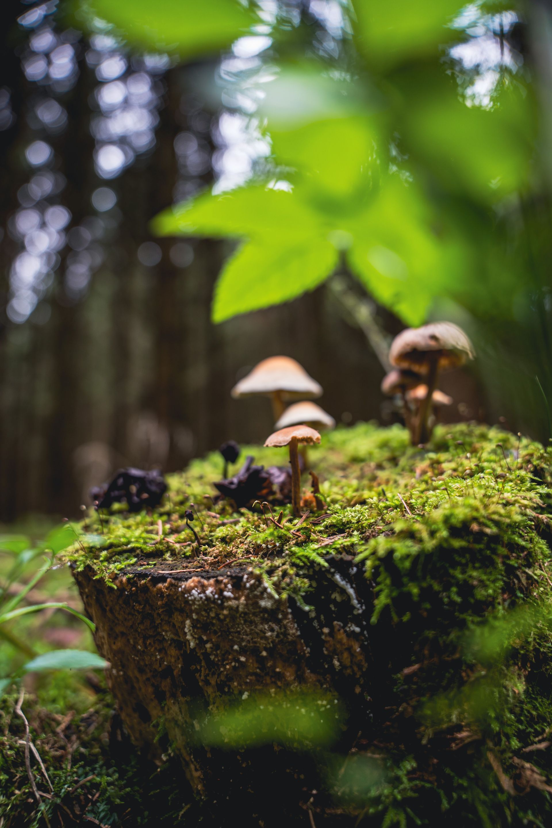 Champignon médicinal poussant dans un environnement forestier, utilisé en mycothérapie.