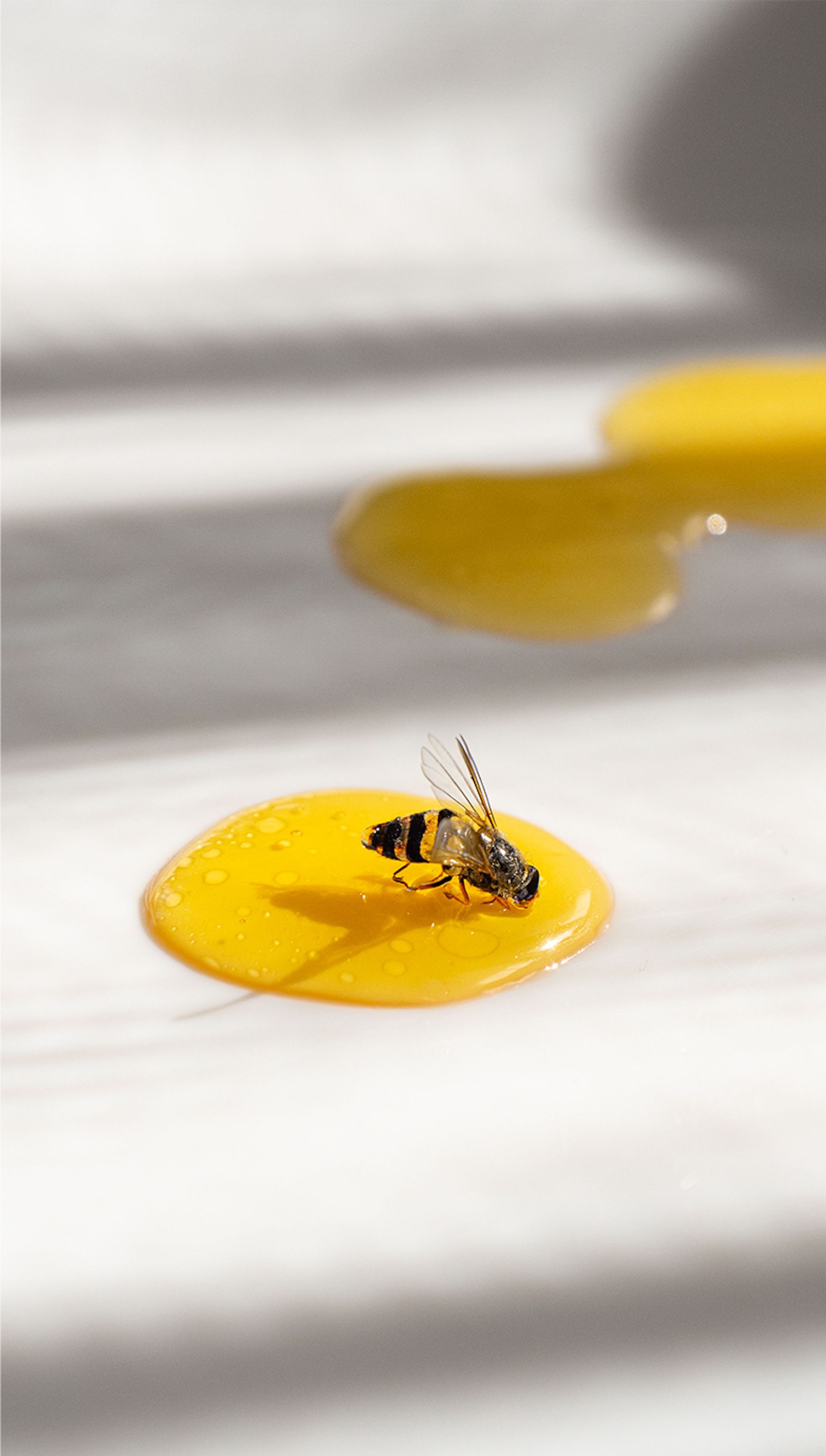 photo de gelée royale 